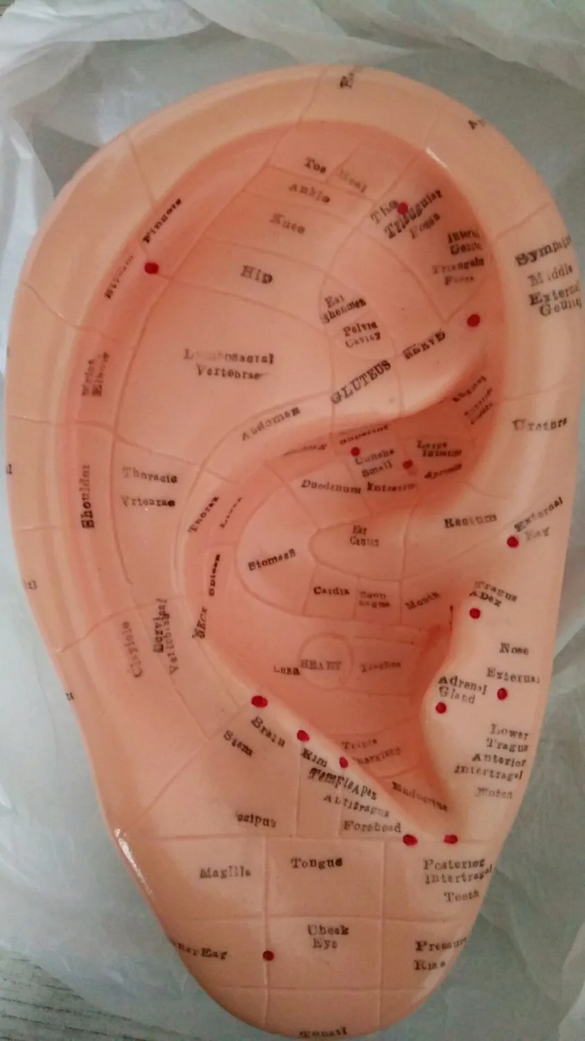 17 см английски модел акупунктурной точка на ухото, акупунктурный масаж на тялото, модел акупунктурной точка на човешкото меридиан, на ушната мида