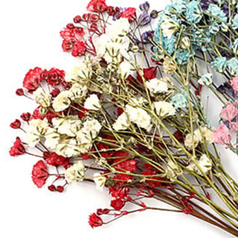 12шт Прес-цветя, Декоративни сухи цветя Суха Гипсофила Сватбен Букет за украса на сватбена къща